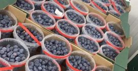 Здравейте, ще помогна за организирането на пресни плодове от