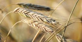 I have for sale 200 tons of organic rye