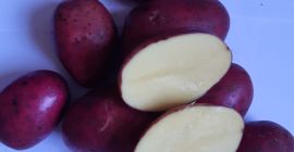 We sell potatoes from Lithuania. red and yellow Size