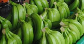Świeży banan Cavendish Eksportujemy banan Cavendish na cały świat