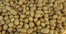 BUYING POTATOES, CALIBAR 45 +BIG BAG 200/300 TONNS +