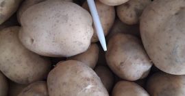 Купујем лук и потаоте за хрватско тржиште. Слободно ме
