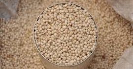 Organic Sorghum seed/ grains. We are suppliers of large