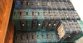 Vendiamo frutta a guscio, certificato ECOLOGIC, produzione propria 2019,