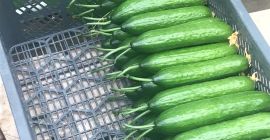 продажа огурцов тепличных, собственное производство. Я приглашаю. тел. 739595492
