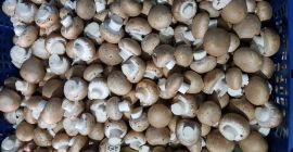 Ще продавам кафяви гъби, гъби от стриди и шитаке