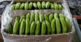 Banana in boxes weighing 19.5 kg, PLN 2.9 per