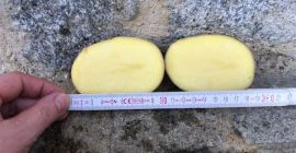 We can offer yellow potatoes with perfect quality. Kaliber