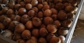 Продајем лук у ољуштеном златном фасеру, врећа 5-9, велика