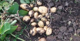 Sie verkaufen neue Kartoffeln, die in der solaren, köstlichen