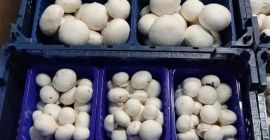 We are a producer of white mushrooms. We will