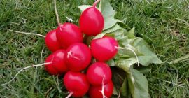 Hello, I have a radish for sale, Donar variety,