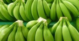 FRESH SWEET CAVENDISH BANANAS FOR SALE/Organic Natural Green Cavendish