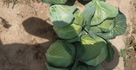 Продајемо млади купус из сунчаног Узбекистана. Купус одличног квалитета,