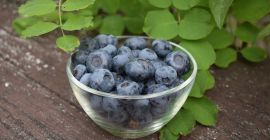 Borówka na Górce collaborerà. Siamo un produttore di mirtilli.