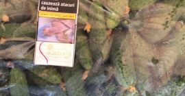 Компания Романия продает огурцы калибра 7-13 см, в мешках