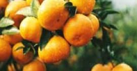 Frische Mandarine Wir sind Exporteur und Lieferant von frischer