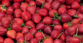 Anguria e fragole fresche della fattoria a prezzi convenienti.