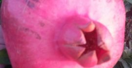 Wir haben eine direkte Vereinbarung mit der Exportgenossenschaft und