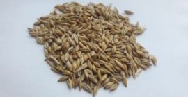 Sowing material I offer barley, crop 2019.Grain is pure,