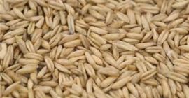 We sell oats, barley, wheat and other types of
