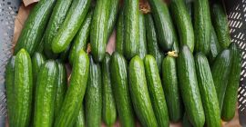 Будет работать с получателем тепличного огурца сорта Pacto, выращенного