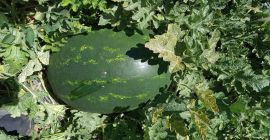Watermelons exported from Greece ... we match the order
