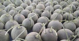Dear Sir/Madam Procom is a major supplier of agricultural