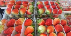 Dear Sir/Madam Procom is a major supplier of agricultural
