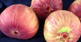 Dear Sir/Madam Procom is a major supplier of agricultural