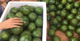 Fresh Booth Avocado/Hass Avocado Premium Quality FRESH AVOCADOS Origin: