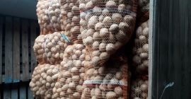 I will sell edible potatoes Gala caliber 25-40mm 8ton
