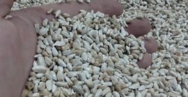 Bavarian safflower 98% 9% Worki, begi Fee for a
