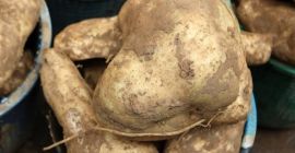 Имаме свежи сладки картофи от нашата ферма, търсим международно