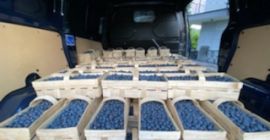 Friss áfonya eladó júniustól júliusig. Ár, csomagolás, mennyiség megegyezés