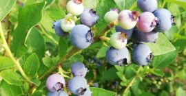Good day. I offer in July delicious and sweet