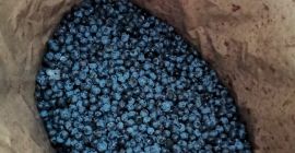 I will sell blueberry, frozen, very good quality, packed
