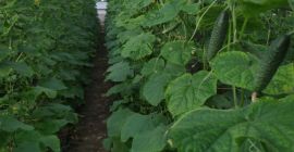 Очень качественный продукт, экологичный, свежий.