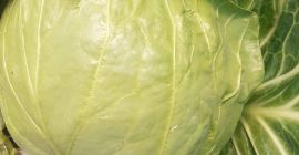 I&#39;m waiting for you to contact me. Fresh cabbage