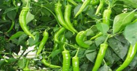 Tüekiye den sebze ve meyve satışı yapıyoruz. İletişim :