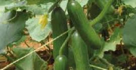 Мы продаем фрукты и овощи из Турции. Контакт. WhatsApp: