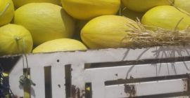 I will sell honey melon. We are looking for