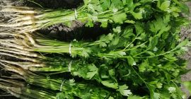 Имам за продажба малък Имам за продажба малък списък от магданоз и магданоз