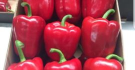 Ще продавам червен пипер, клас 1. Търсим купувачи за