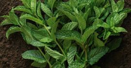 Отличная свежая мята. Высококачественный продукт. Отправить сообщение для образцов