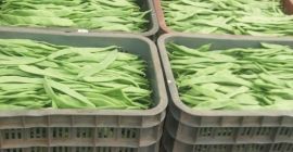 I will sell sugar peas, 1st class. Wholesale quantities.