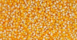 Max Toriya company offers cooperation on the terms of