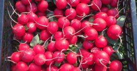 RADISH FOR SALE 1000 BUNCHES, 10 PIECES IN A