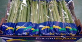 Venderò il sedano piantato secondo le linee guida del