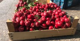 I will sell radishes bunches wholesale quantities, packaging under